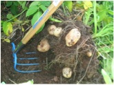 Digging up potatoes