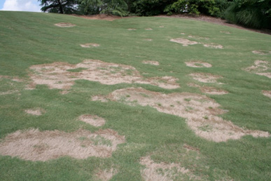 Figure 1. Spring dead spot symptoms. Multiple circular patches of dead, bleached grass are evident in the spring. Grass at the center of the patches is completely deteriorated and usually colonized by weeds. Sharp edges between dead and healthy grass are observed once turfgrass greens up in spring. (Photos Alfredo Martinez)