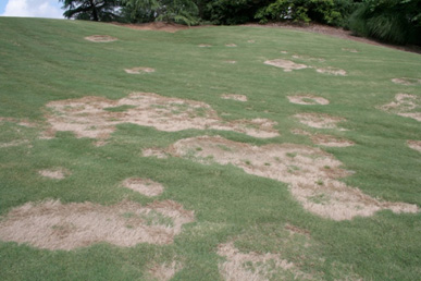 Multiple circular patches of dead, bleached grass