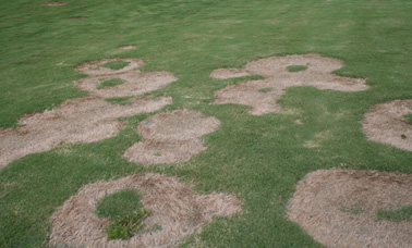 Example of spring dead spot in grass