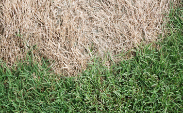 spring dead spot in grass