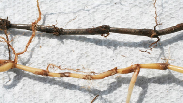 Comparison of dark SDS-affected roots and lighter colored healthy roots