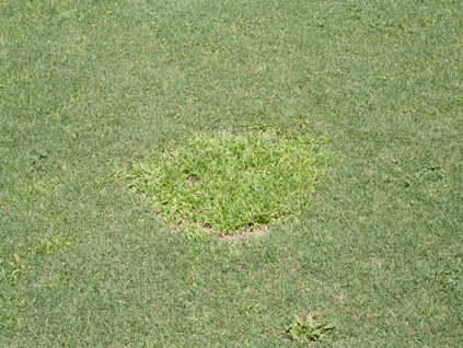 Weeds filling the voids caused by an SDS patch