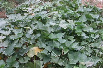 Sweet potato foliage.