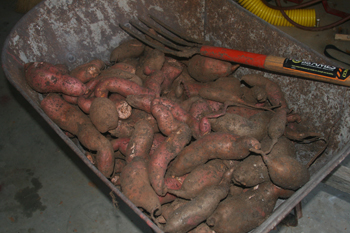 Sweet potatoes after harvest.