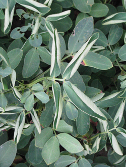 Peanut plant with leaves curling in