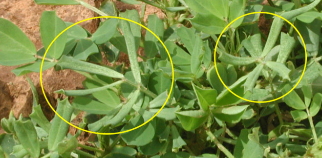 Peanut plants with strapped leaves circled