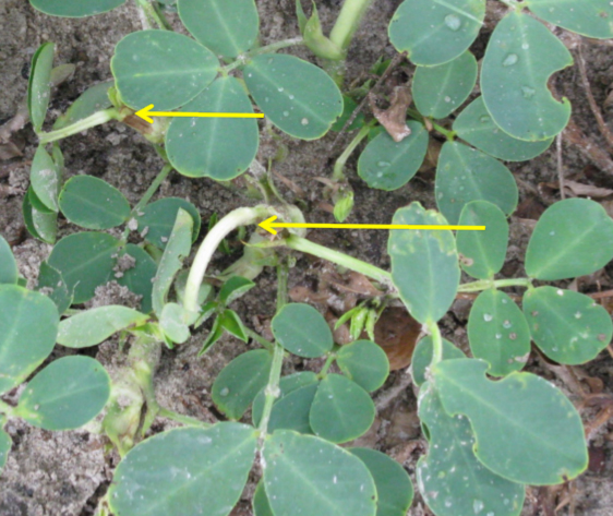 Peanut plant with twisted stem