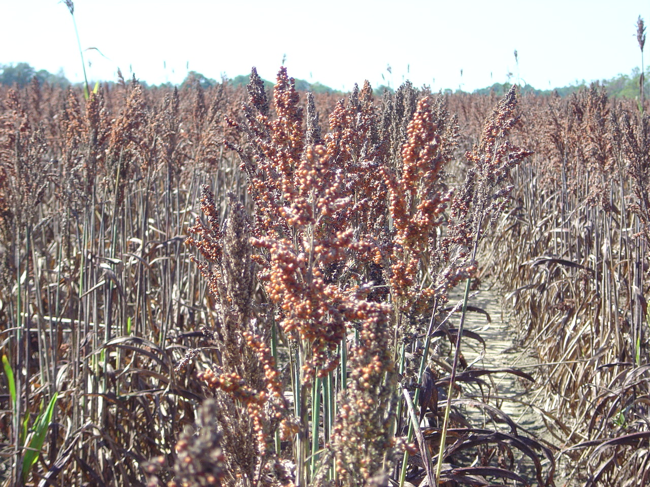 grain sorghum