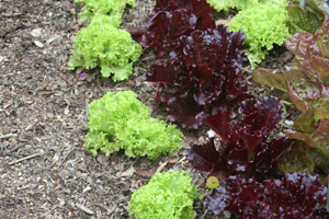 green and purple lettuce