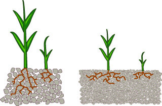 illustration showing difference between good and poor soil structure. The good structure has more space between soil particles.