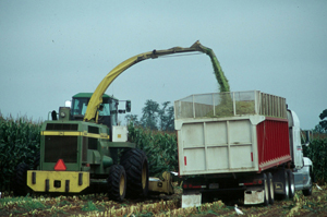 filling a grain truck