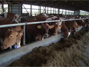 dairy cattle eating from a bunk feeder