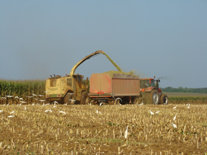 grain pouring into truck