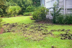 Suburban yard with grass torn up