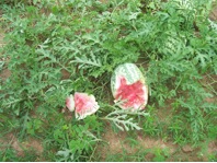 Watermelon broken open