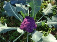 purple cauliflower