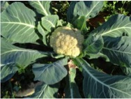 white cauliflower