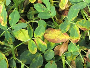 Peanut plant with yellow and brown leaves