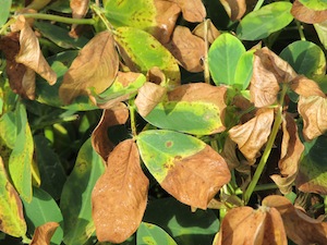Peanut plant with large brown areas on the leaves