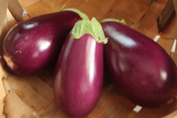 eggplant