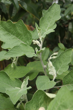 eggplant plant with flower buds
