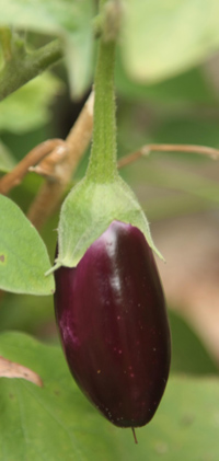 eggplant growing on a plant