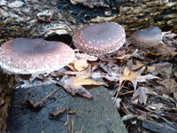 Shiitake mushrooms growing on hardwood logs.