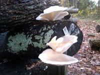 Cultivated oyster mushrooms.