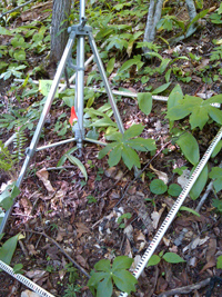 Wild ramps and mayapple in a forest plot.