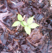 Ginseng seedlings in a
forest.