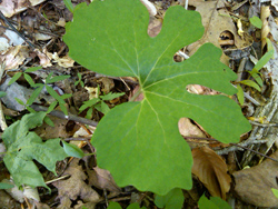 Goldenseal leaf.