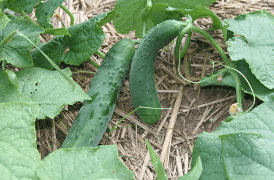 cucumbers growing