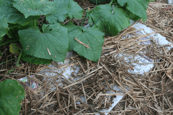 Cucumber plants with newspaper and straw around them.