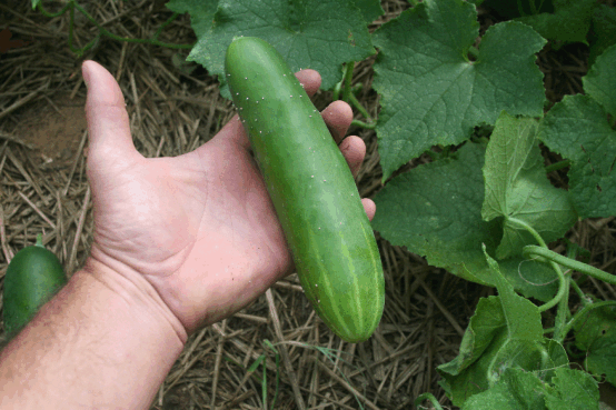 Cucumber for harvesting