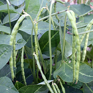 cowpeas