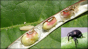 Cross section of cowpea pod with a cowpea curculio larva, with an inset of adult curculio