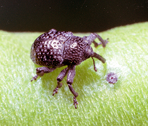 Cowpea curculio adult.