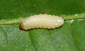 Cowpea curculio larva.