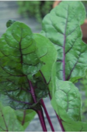 swiss chard