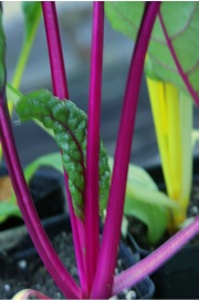 swiss chard