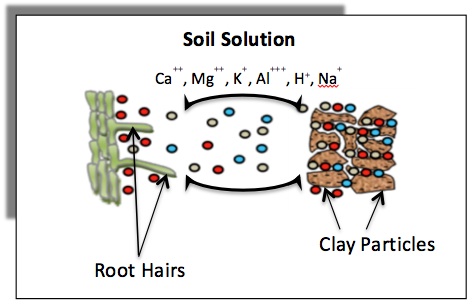 Cation Exchange Capacity And Base Saturation Uga Cooperative Extension