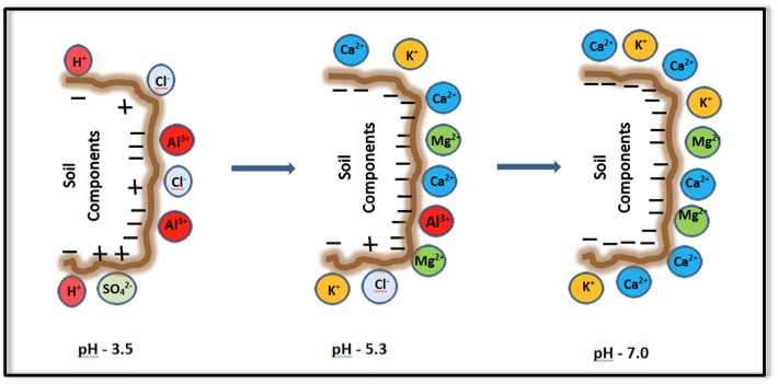 diagram showing three types of soils pH levels: 3.5 (less negatively charged, 5.3 (mostly negativele charged), and 7.0 (negatively charged)