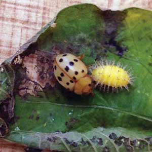 Mexican bean beetle and larva