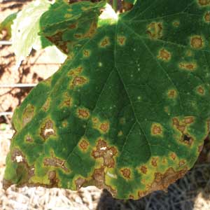 symptoms of anthracnose