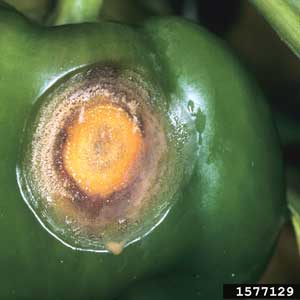 symptoms of pepper anthracnose