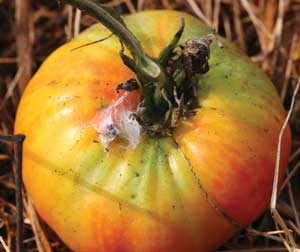 tomato with blotchy ripening