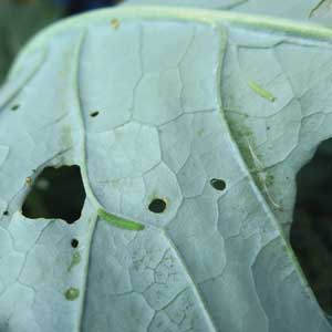 larve chewing holes in leaves