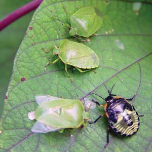 green stink bugs