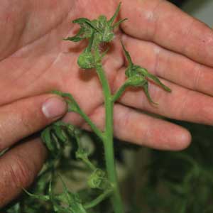 symptoms of herbicide damage